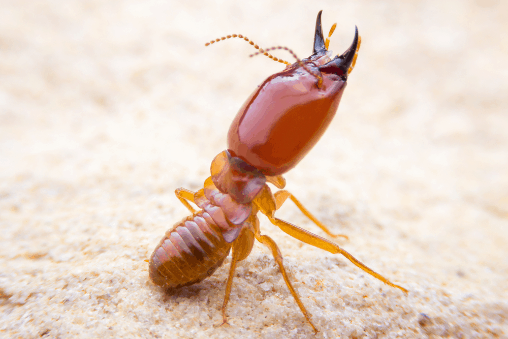 stock-photo-action-termite-547328506