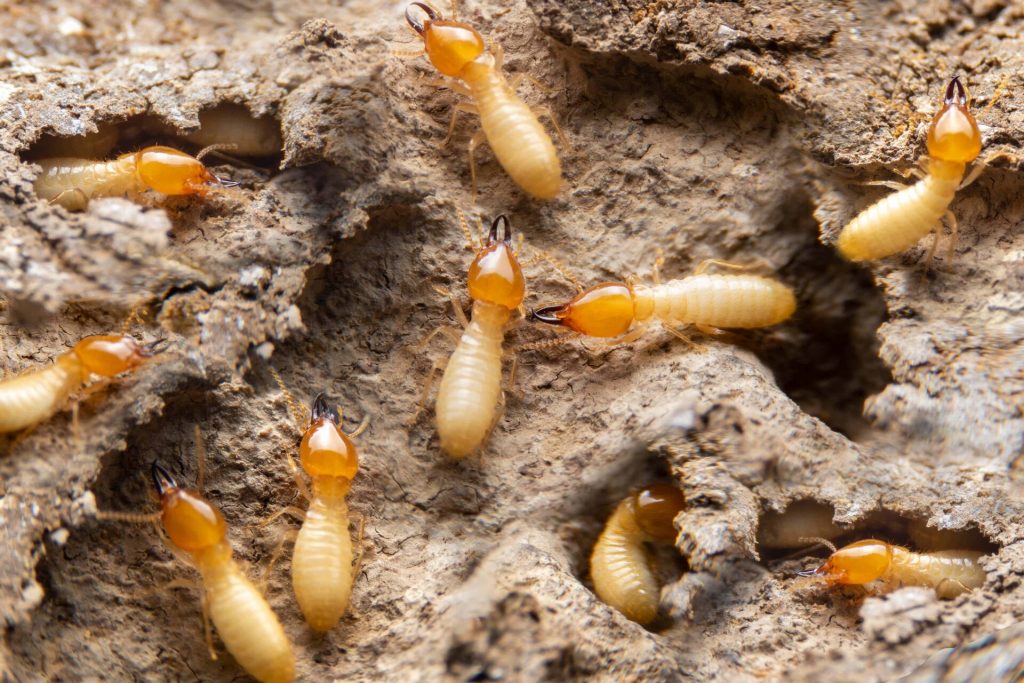 group of The small termite on decaying timber the termite on the ground is searching for food