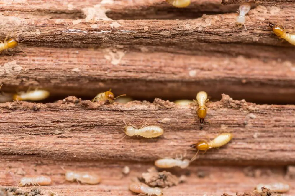 Group of small Termites in a decaying wood