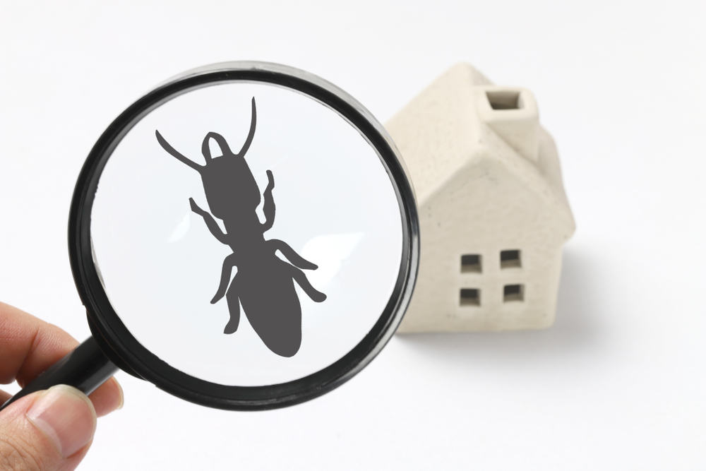 Image of a magnifying glass with a bug on it for Building and pest inspections