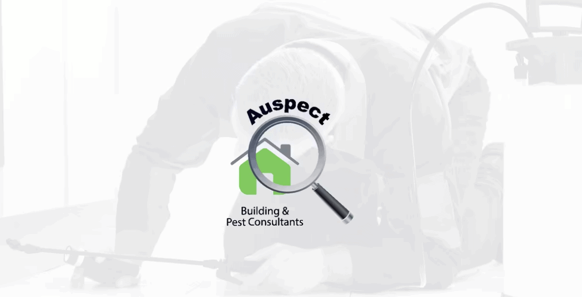 auspect building and pest consultants company logo